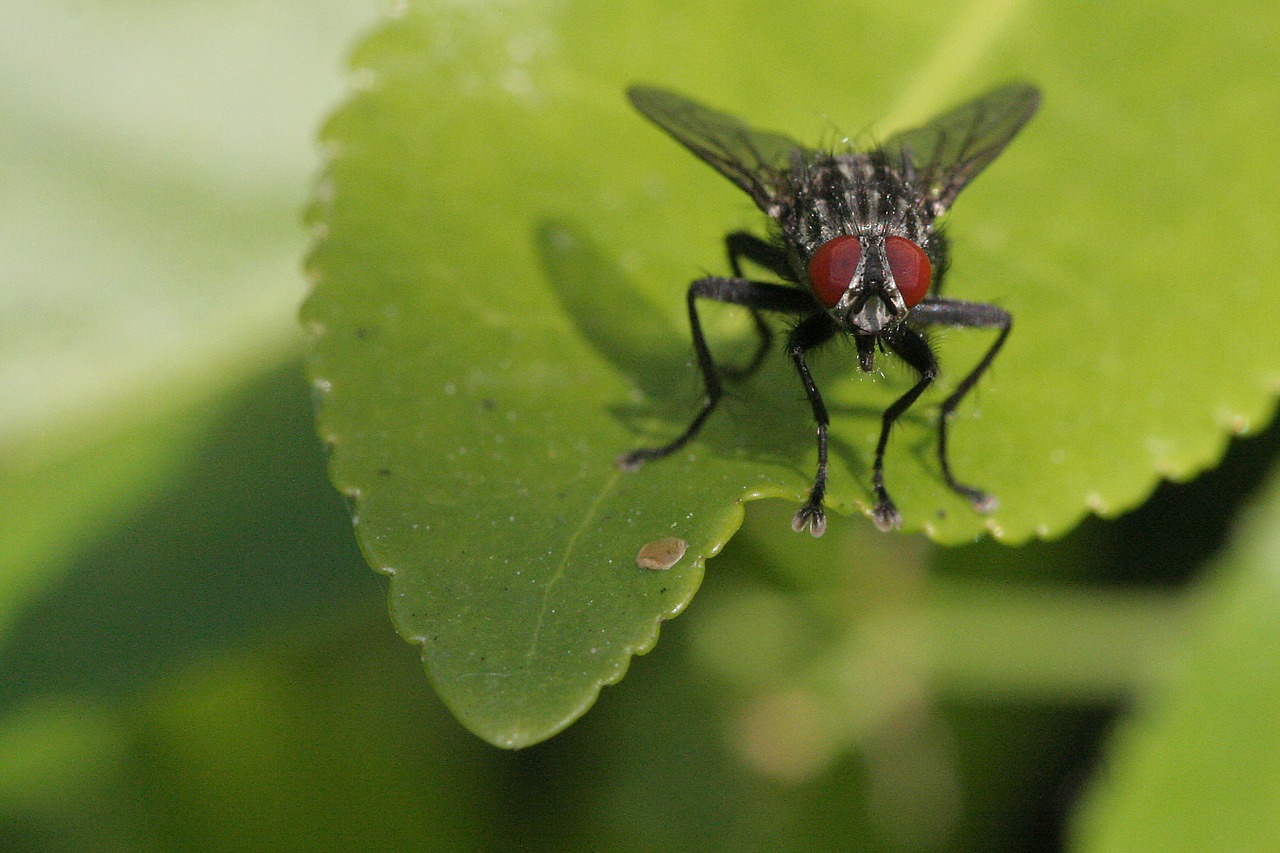 fly sheet wings free photo