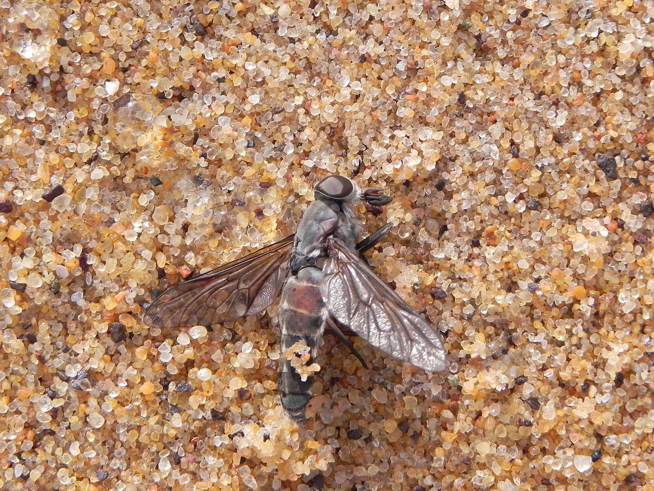 fly dead sand free photo