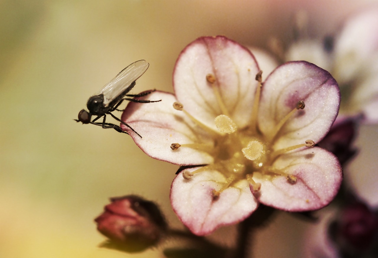 fly insect blossom free photo