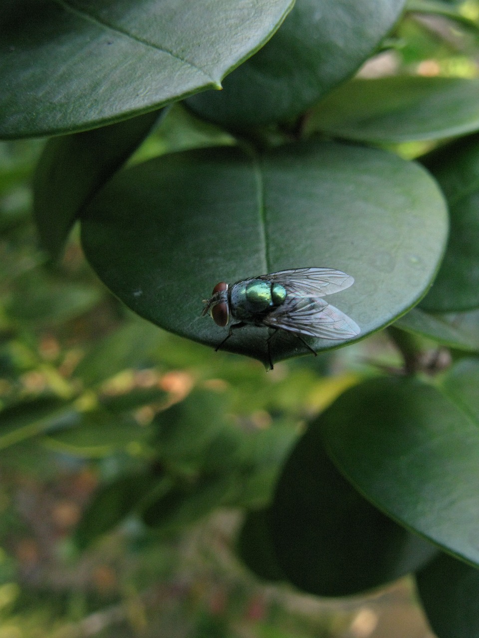 fly bug natural free photo