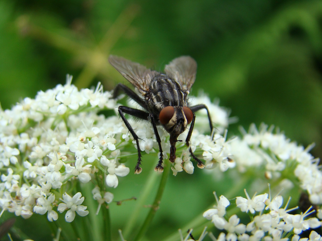 fly insect flower free photo