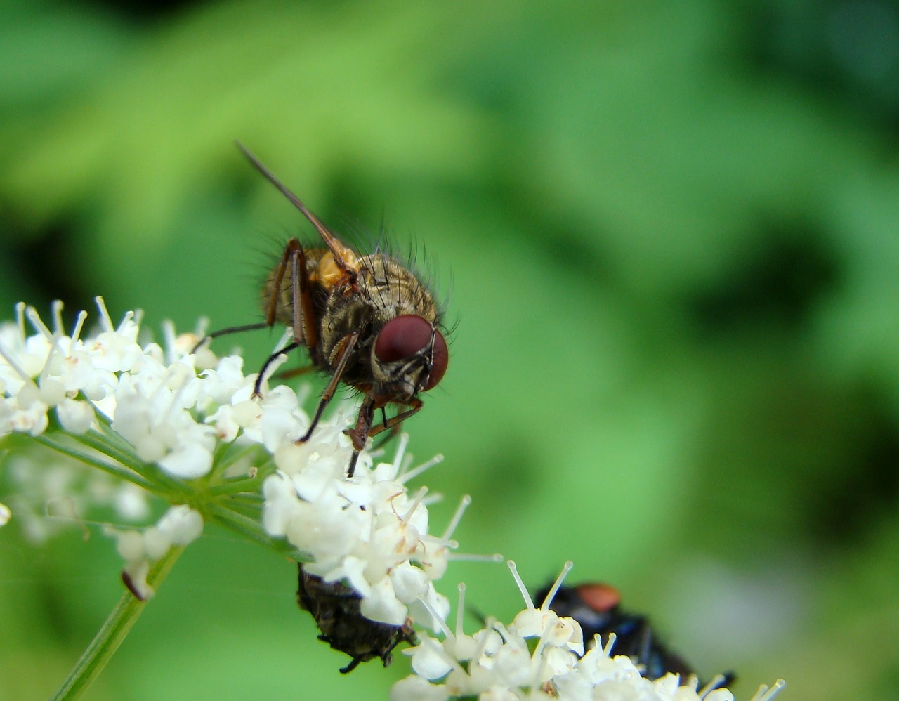 fly insect flower free photo