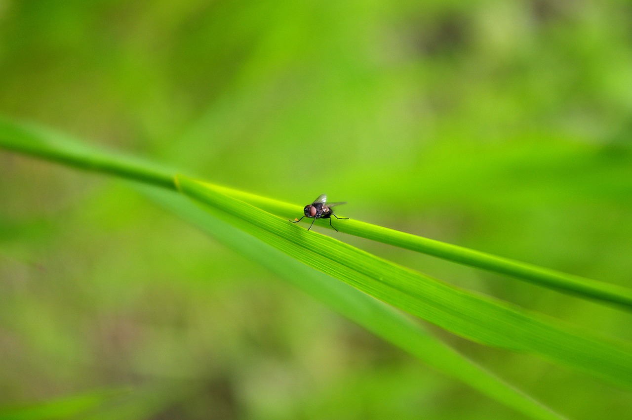 fly bug plant free photo