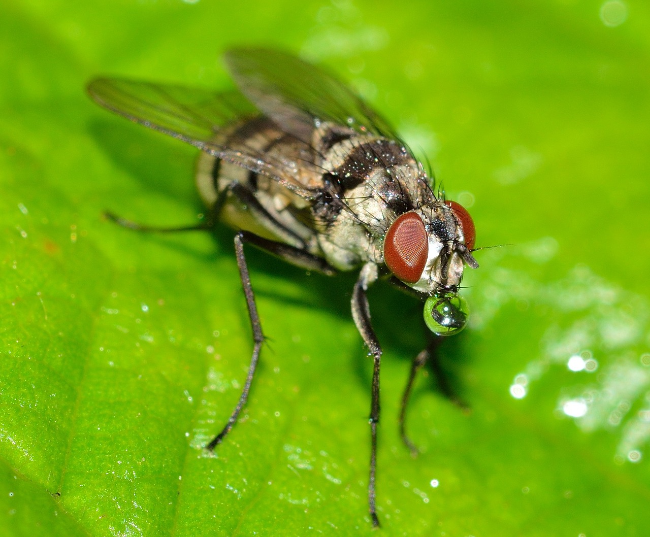 fly insects diptera free photo