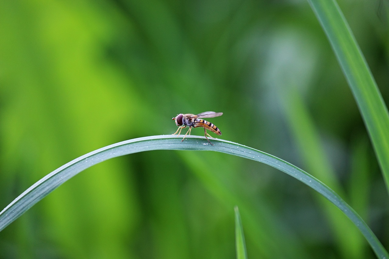 fly insect blade of grass free photo