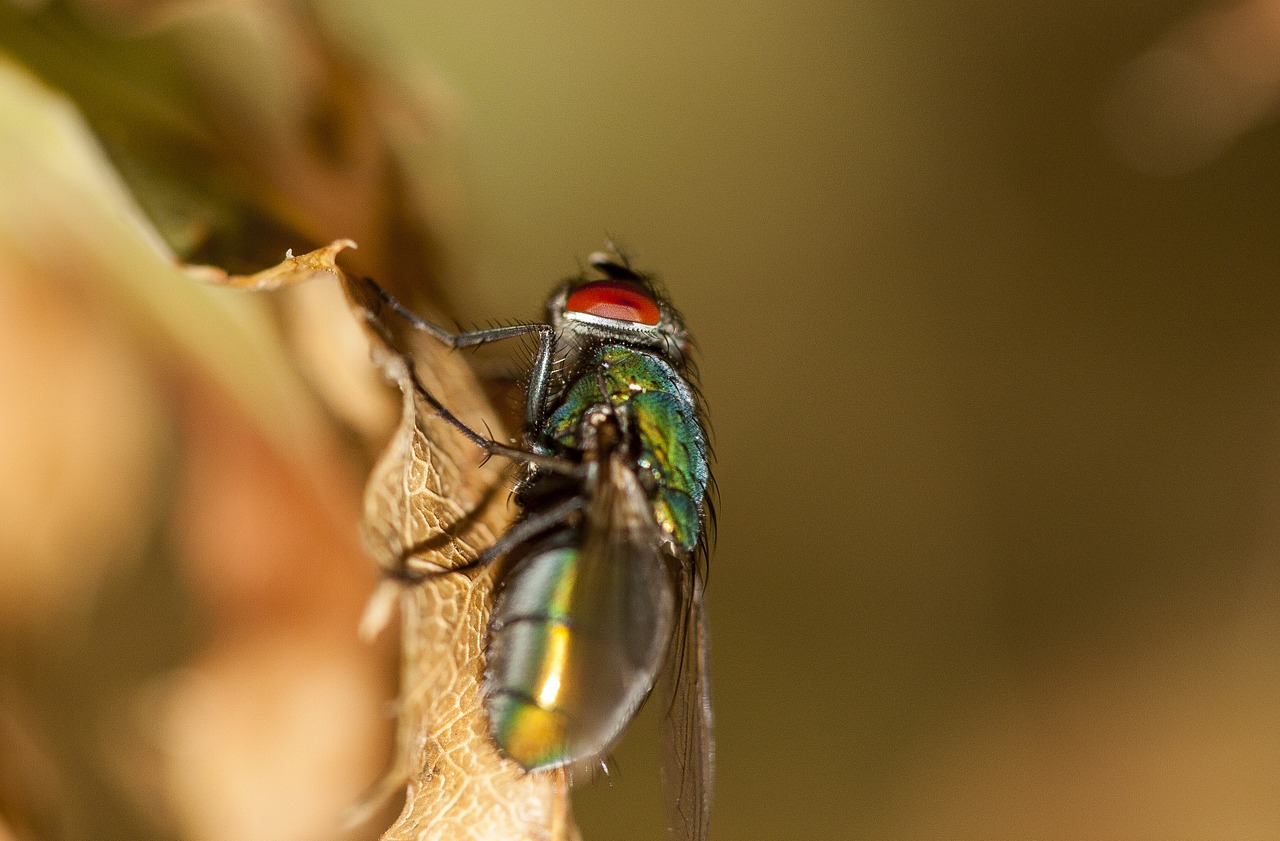 fly insect nature free photo