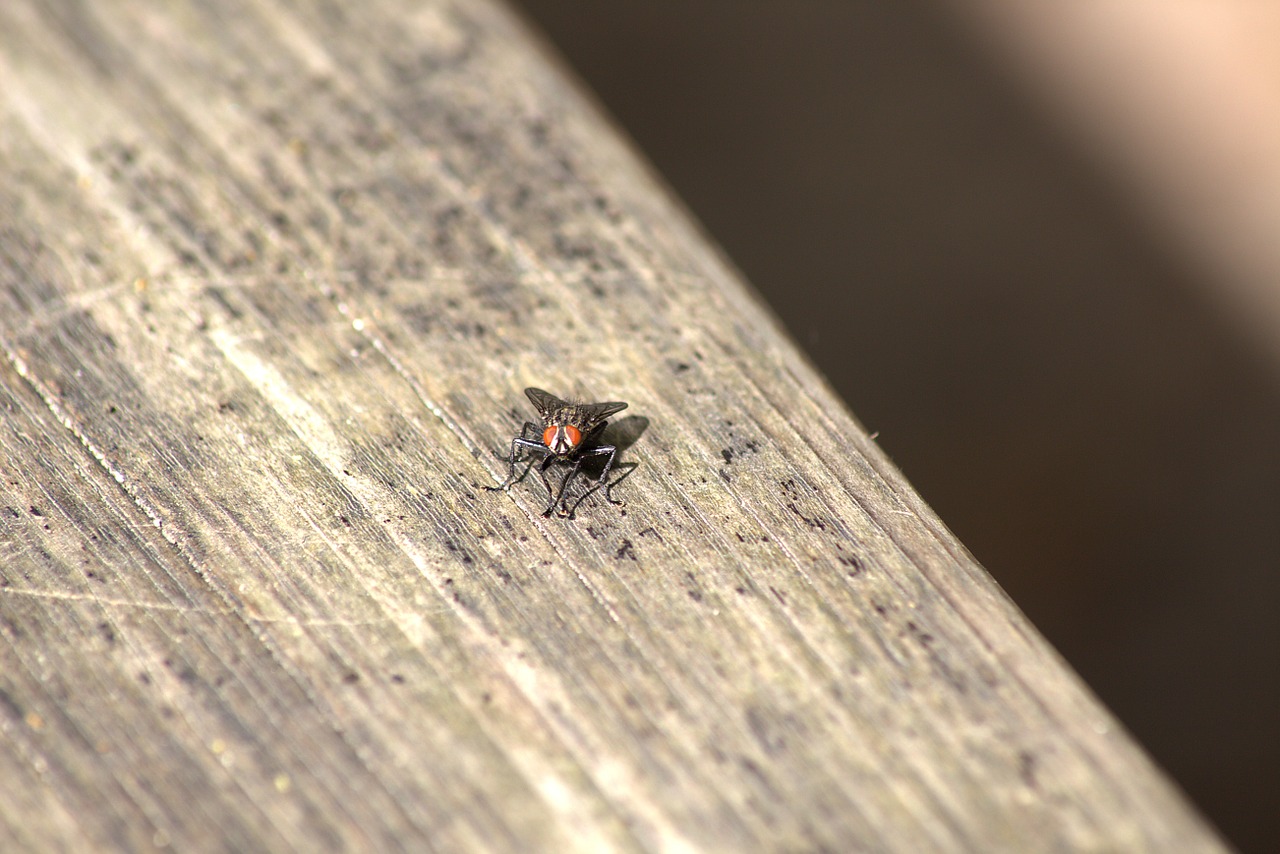 fly insect close free photo