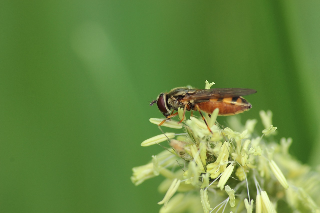 fly insect blossom free photo