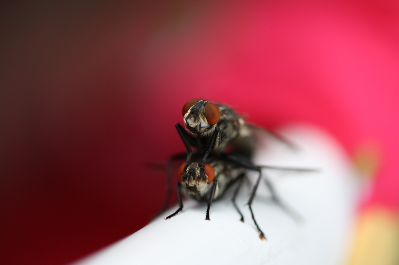 fly lovers pair free photo