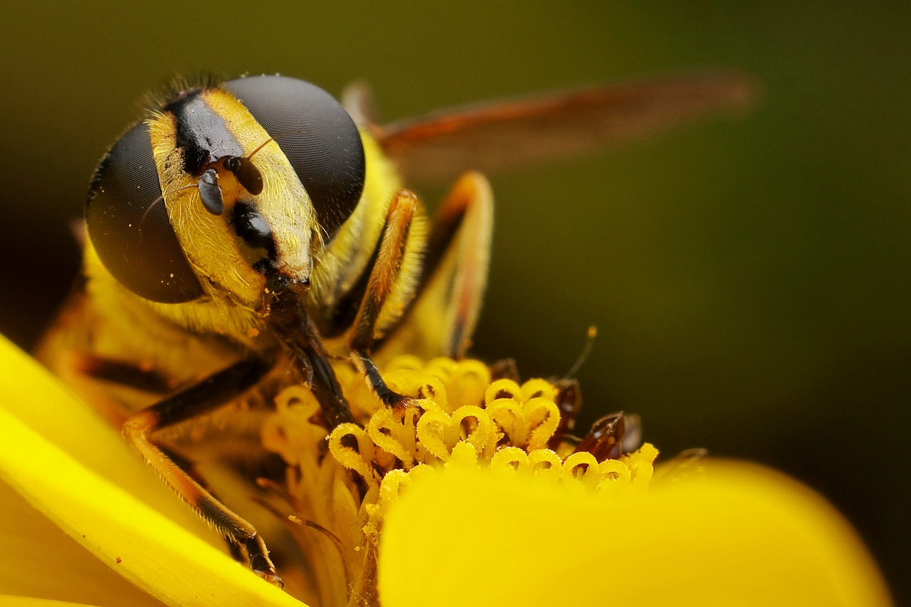 fly insect macro free photo