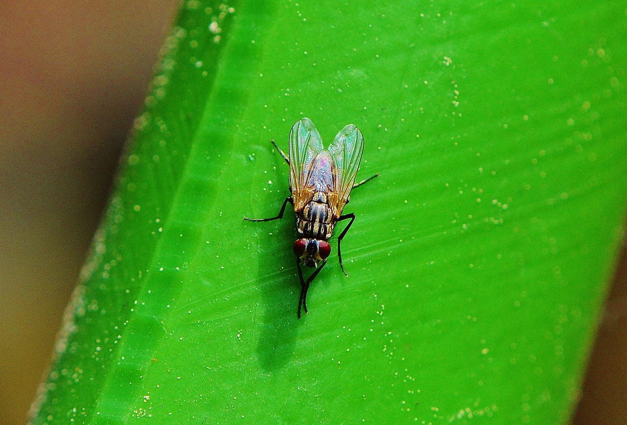 fly insect wing free photo