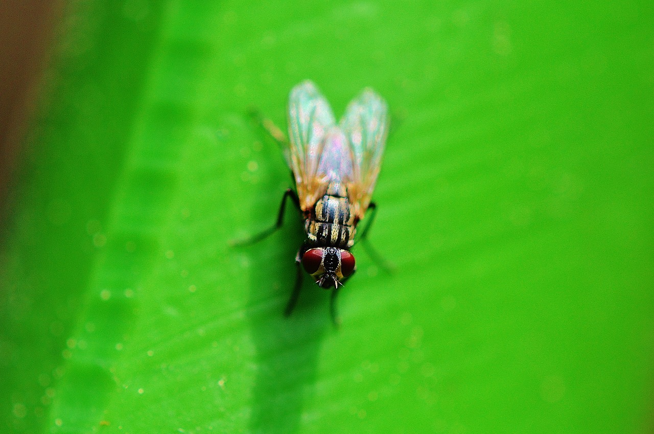 fly insect wing free photo