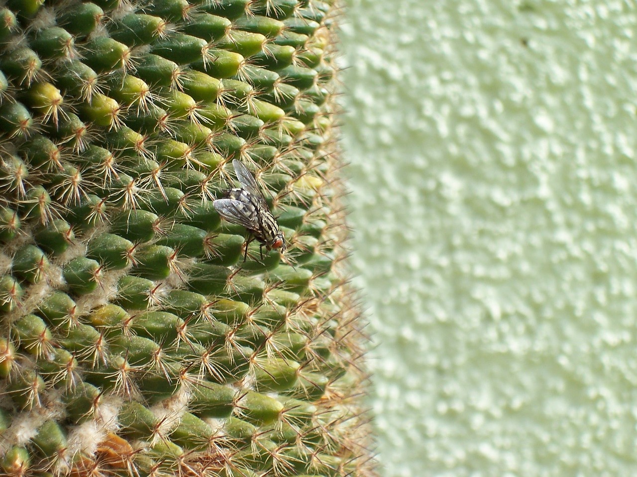 fly cactus green free photo