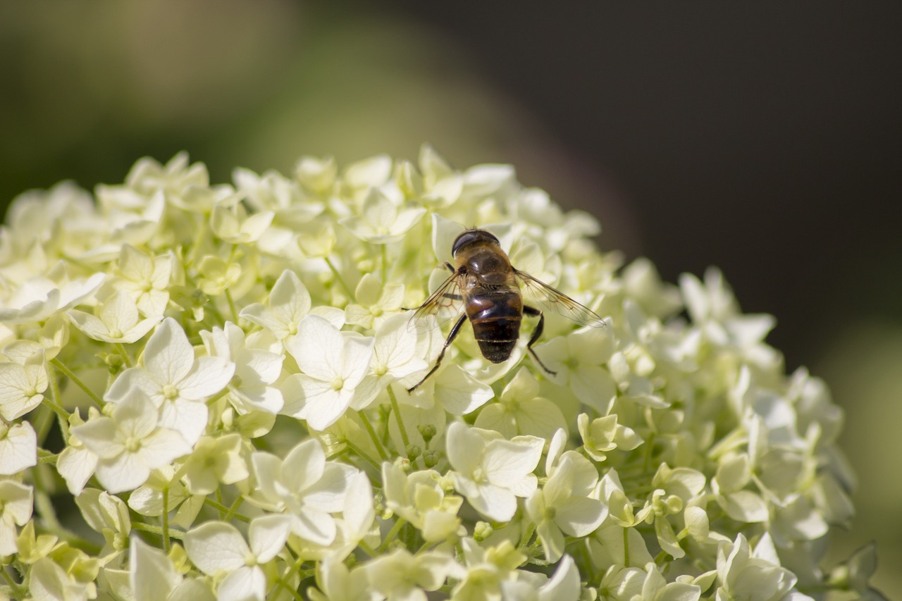 fly flower nature free photo