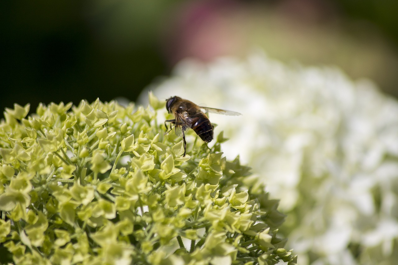 fly flower nature free photo