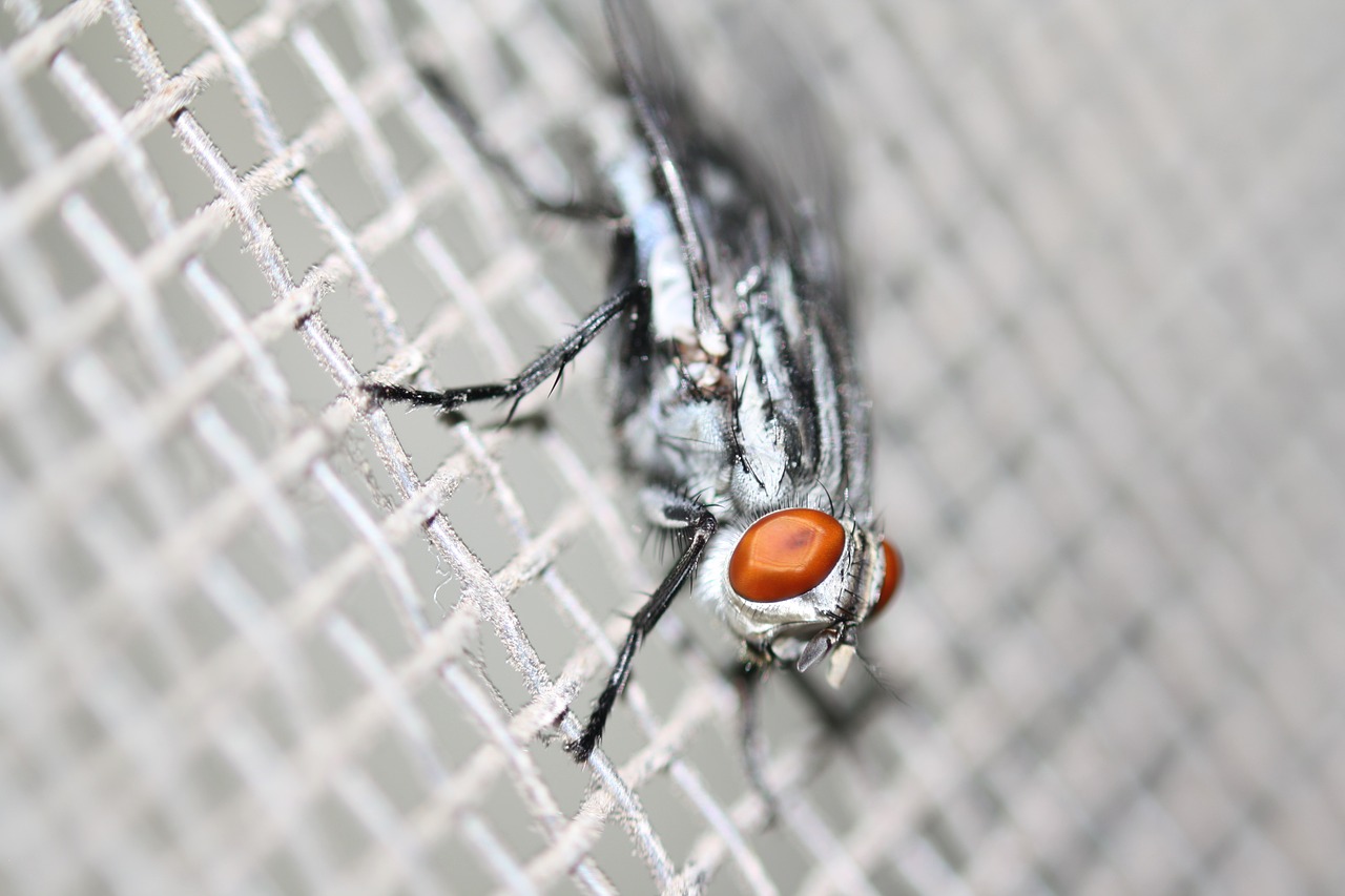 fly macro insect free photo