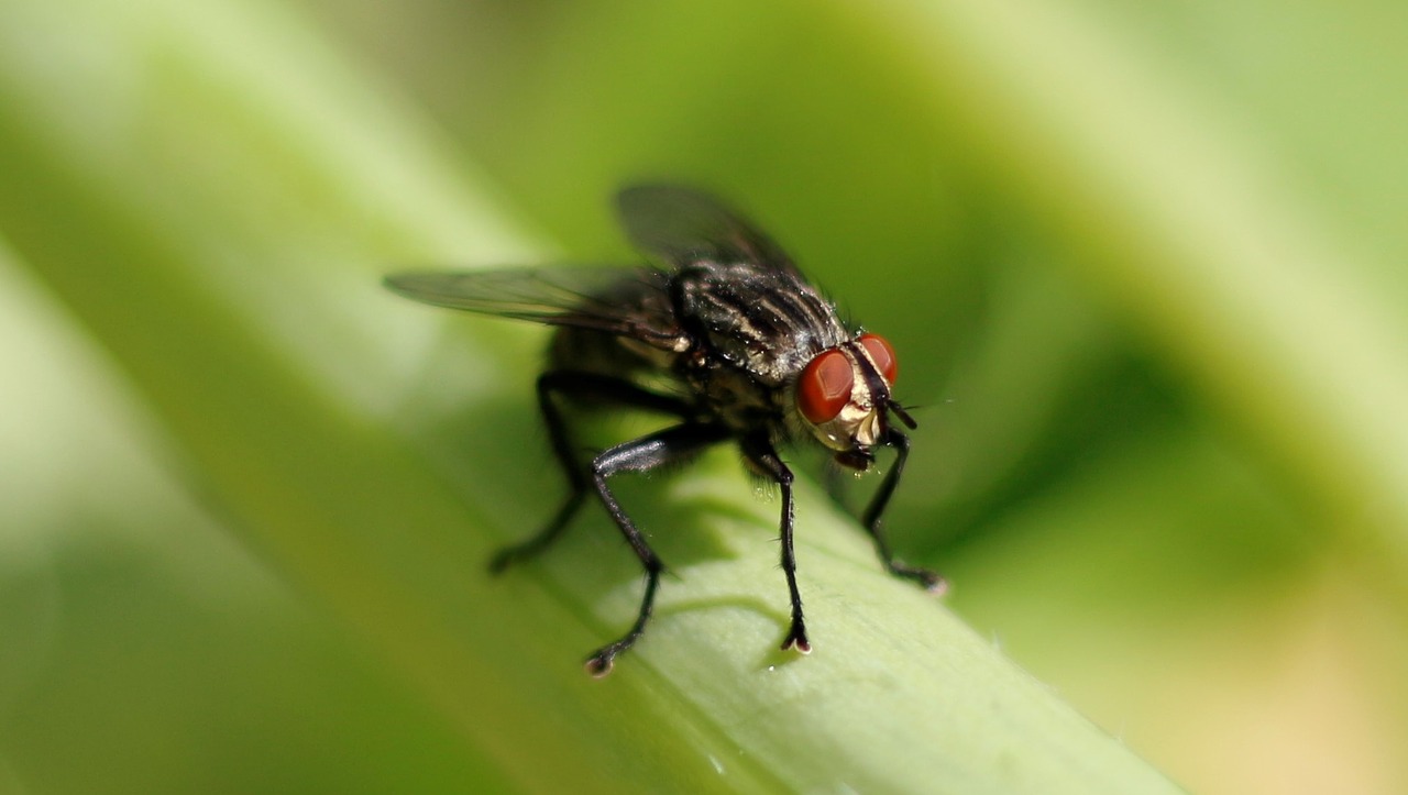 fly small wing free photo