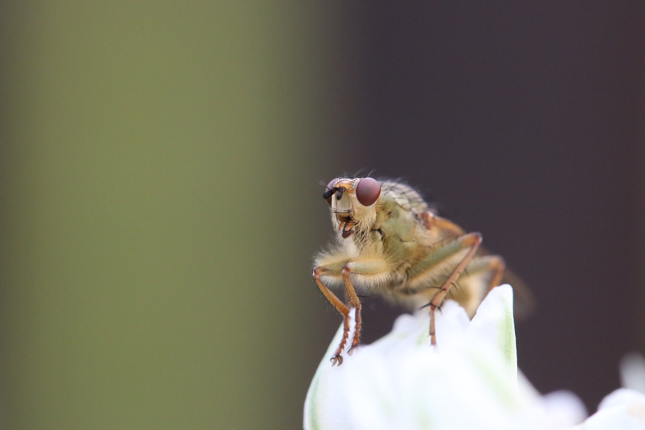 fly insect drosophila free photo