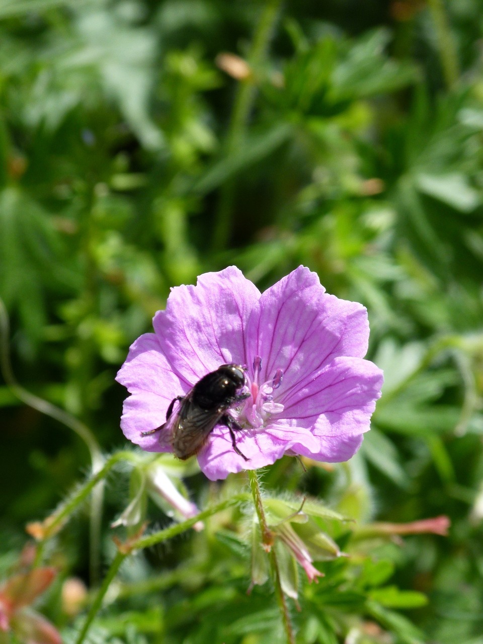 fly insect nature free photo