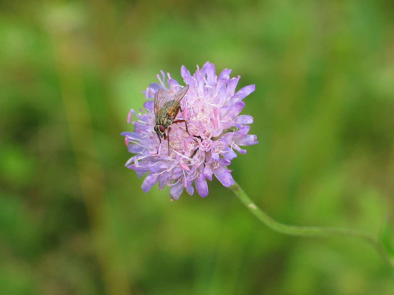 fly pink flower purple free photo