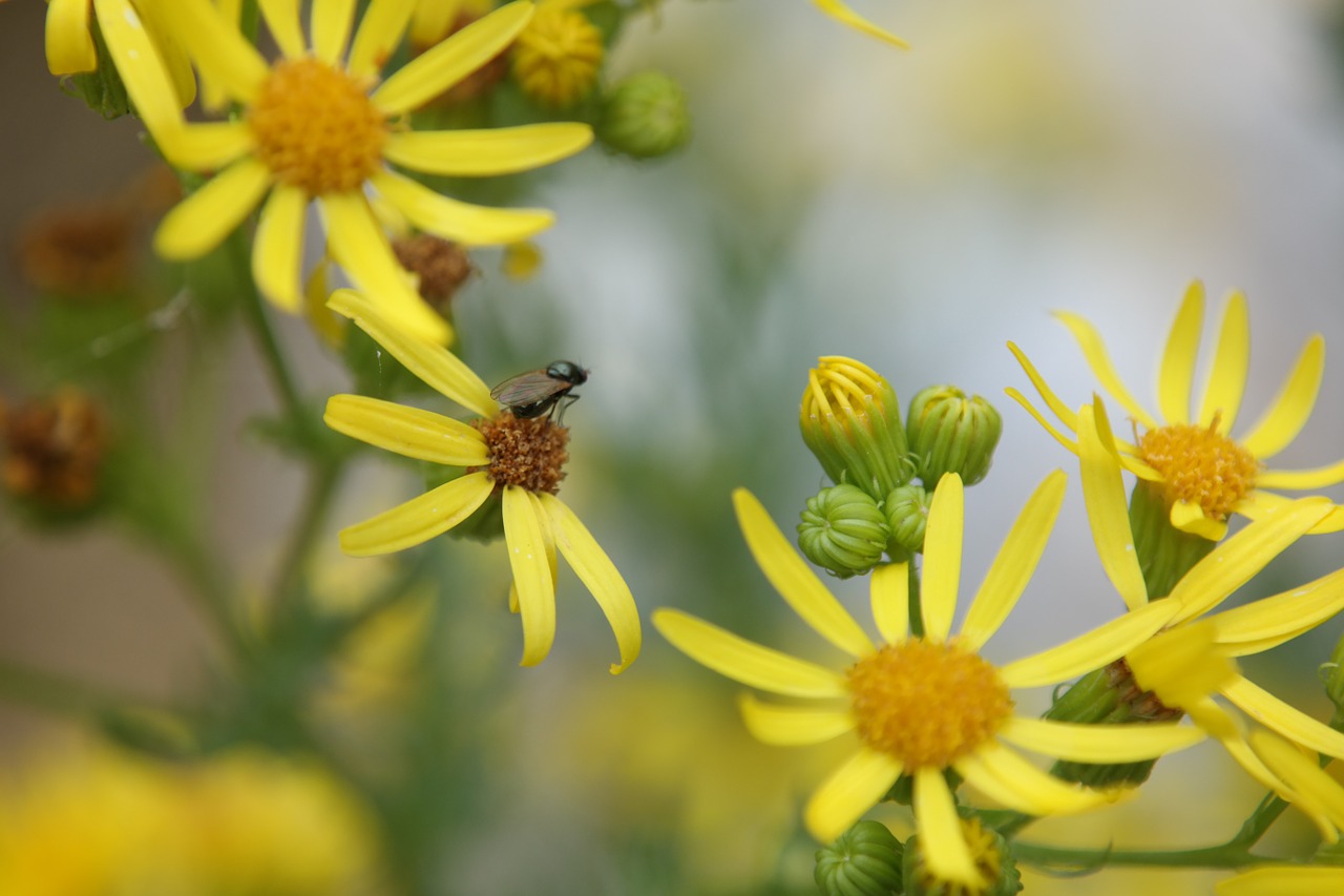 fly flower nature free photo