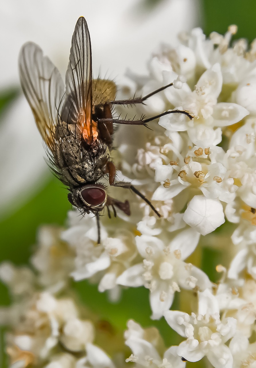 fly hydrangea white flower free photo