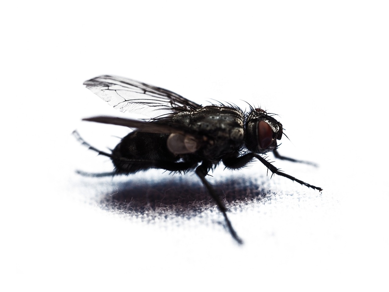 fly housefly macro free photo