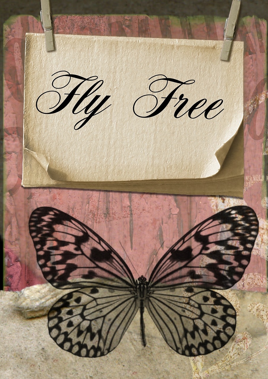 fly butterfly card free photo