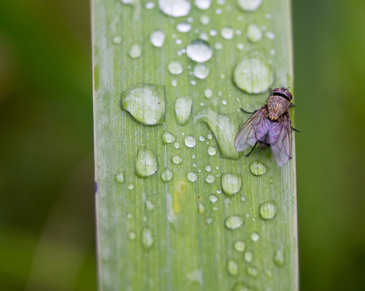 fly drip water free photo