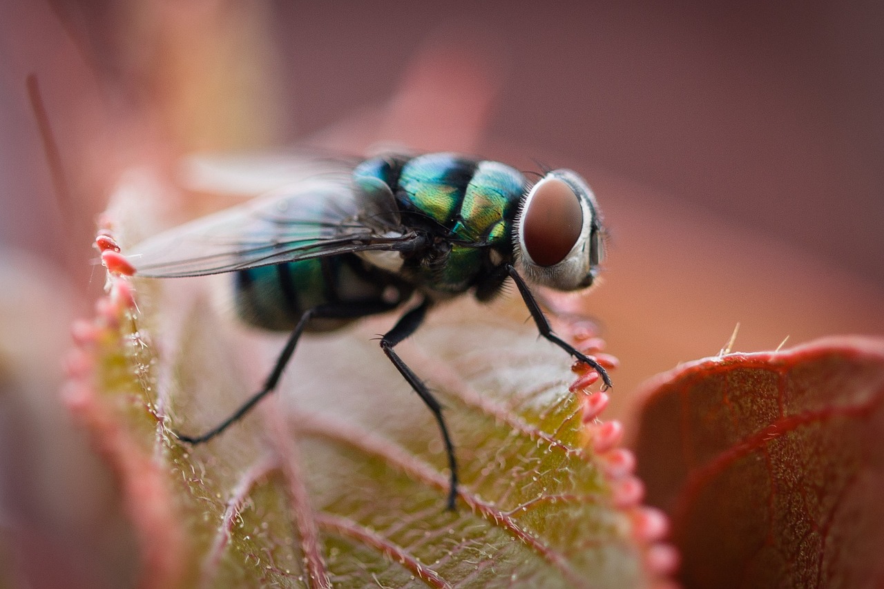 fly nature insects free photo