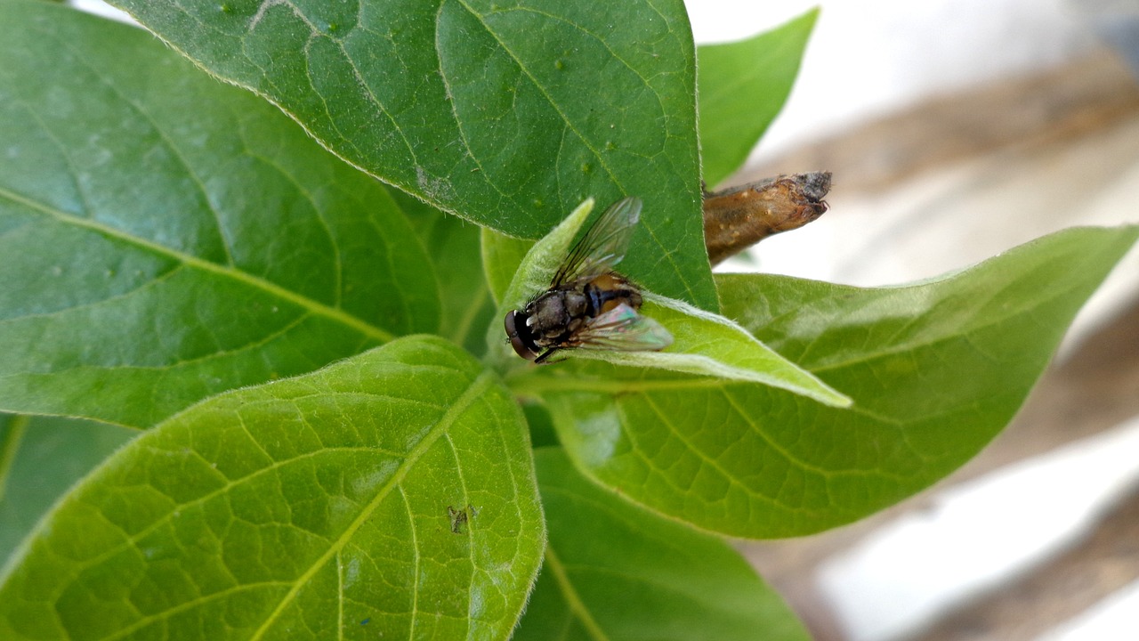 fly flower fly plant free photo