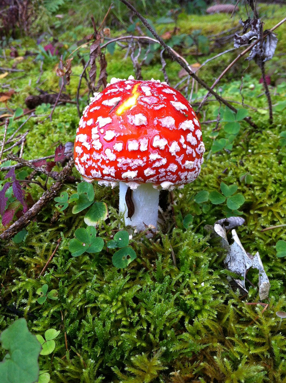 fly agaric forest autumn free photo