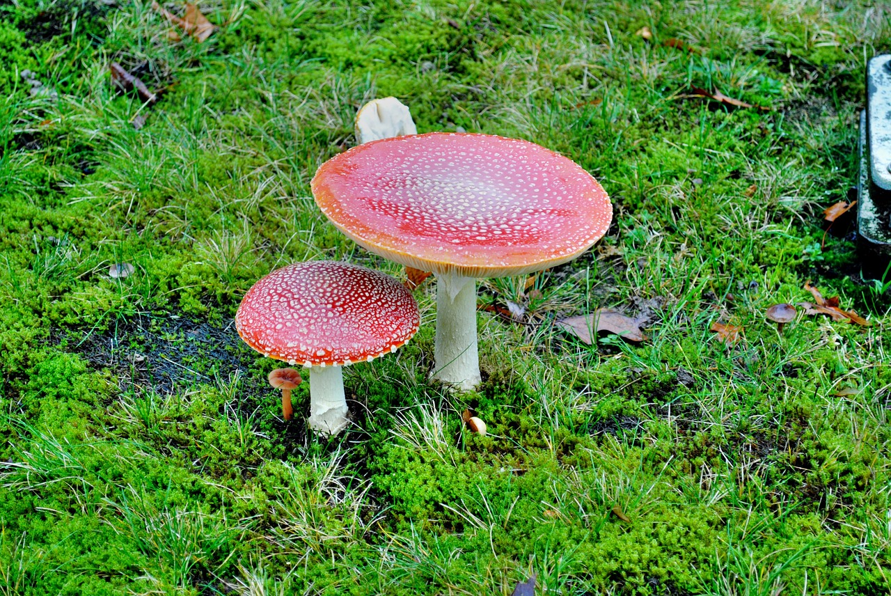 fly agaric moss nature free photo