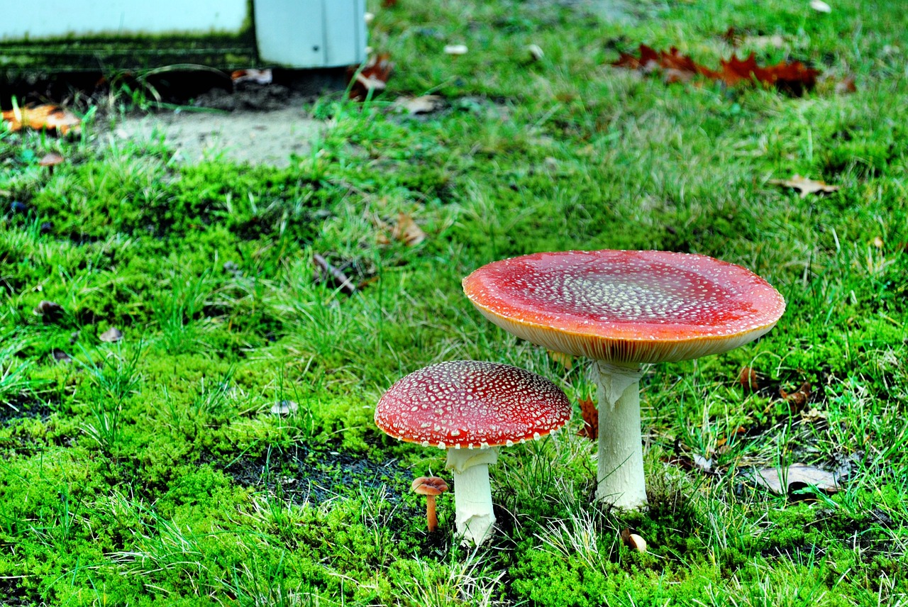 fly agaric mushroom nature free photo