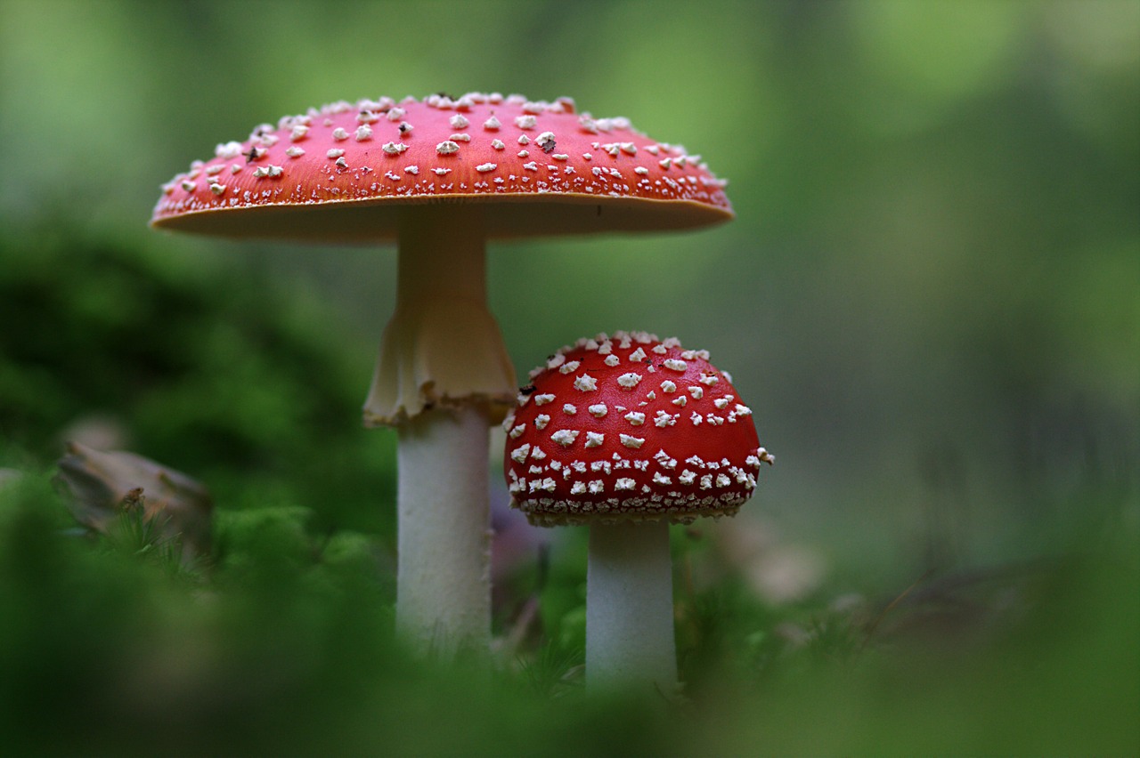 fly agaric mushroom autumn free photo