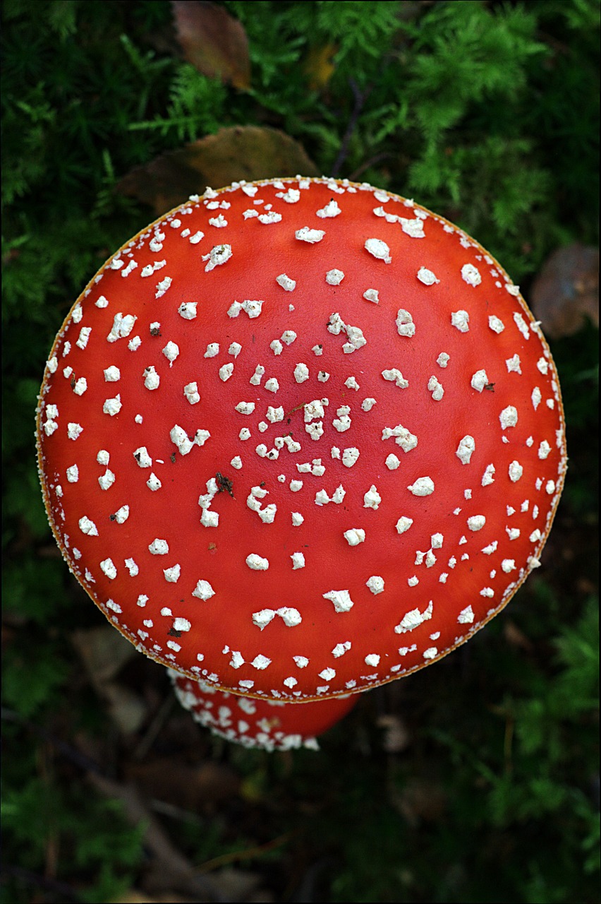 fly agaric mushroom autumn free photo