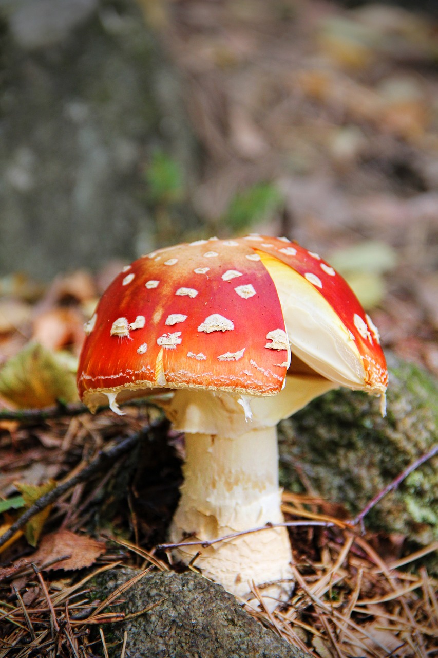 fly agaric forest floor toxic free photo