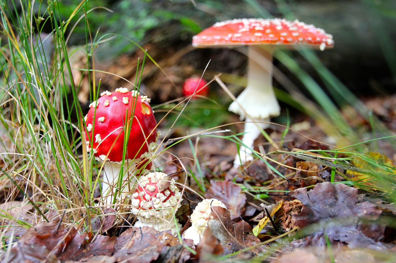 fly agaric forest autumn free photo