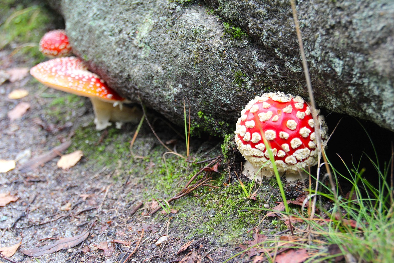 fly agaric forest autumn free photo