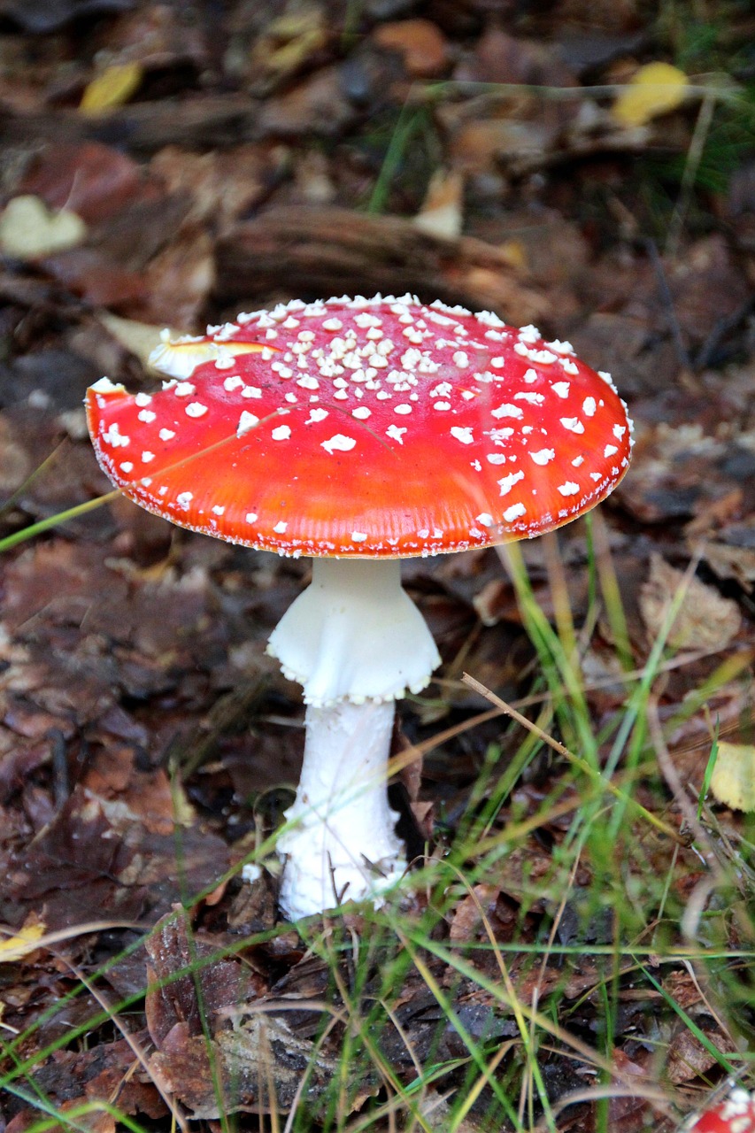 fly agaric forest autumn free photo