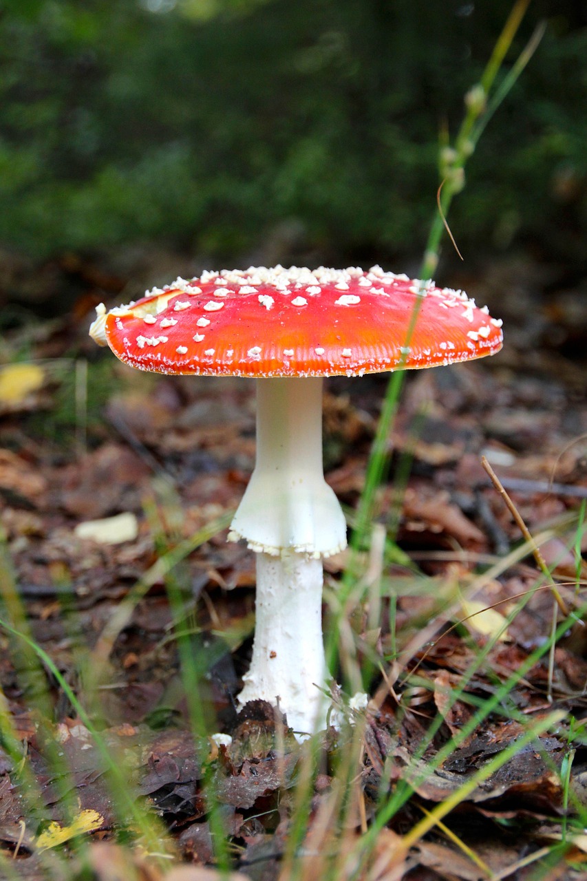 fly agaric forest autumn free photo