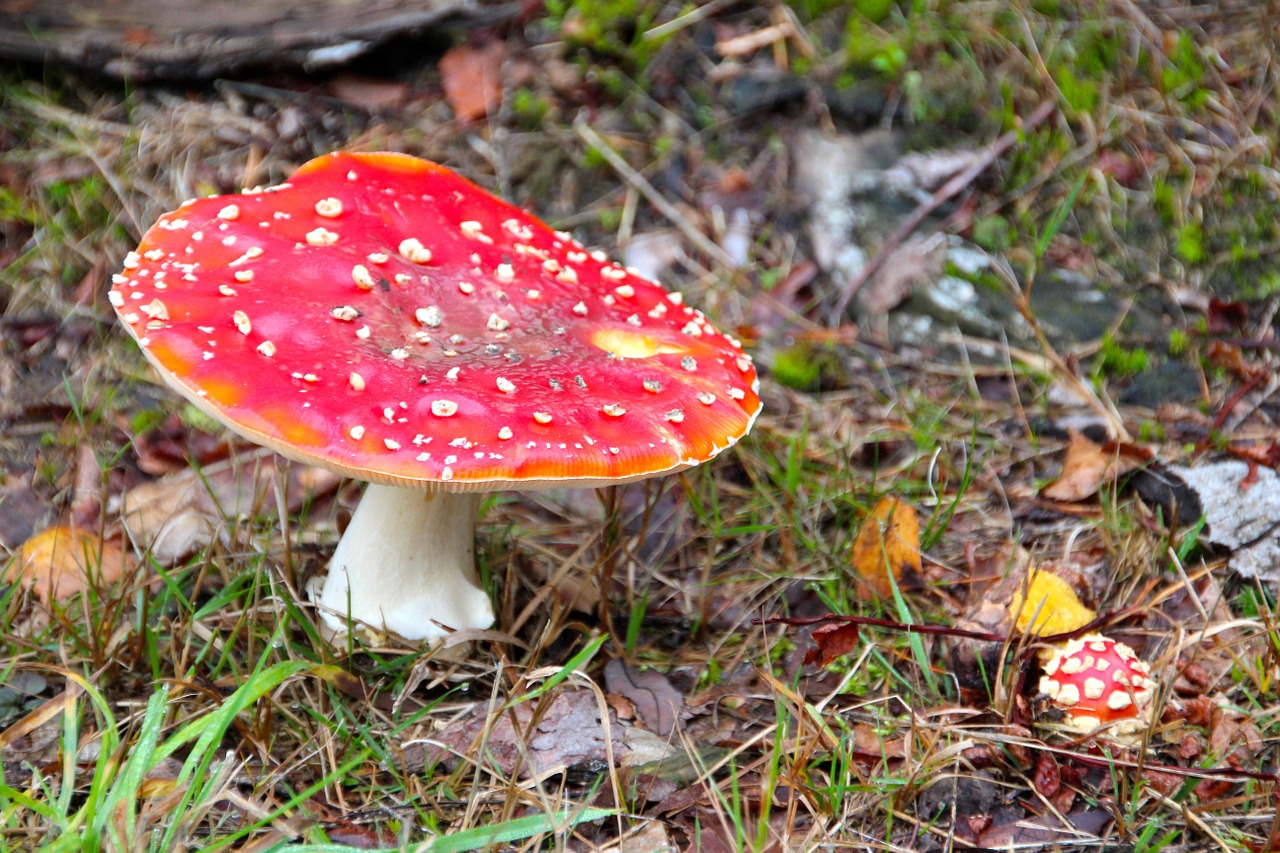 fly agaric forest autumn free photo