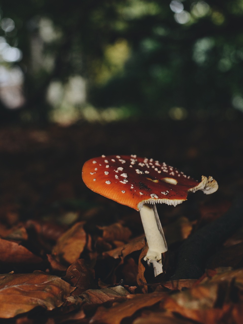 fly agaric mushroom wild free photo