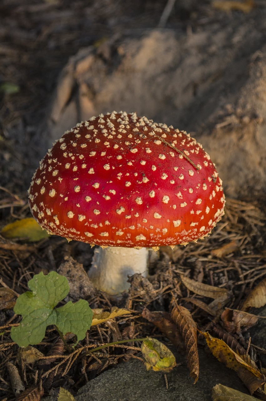 fly agaric forest autumn free photo