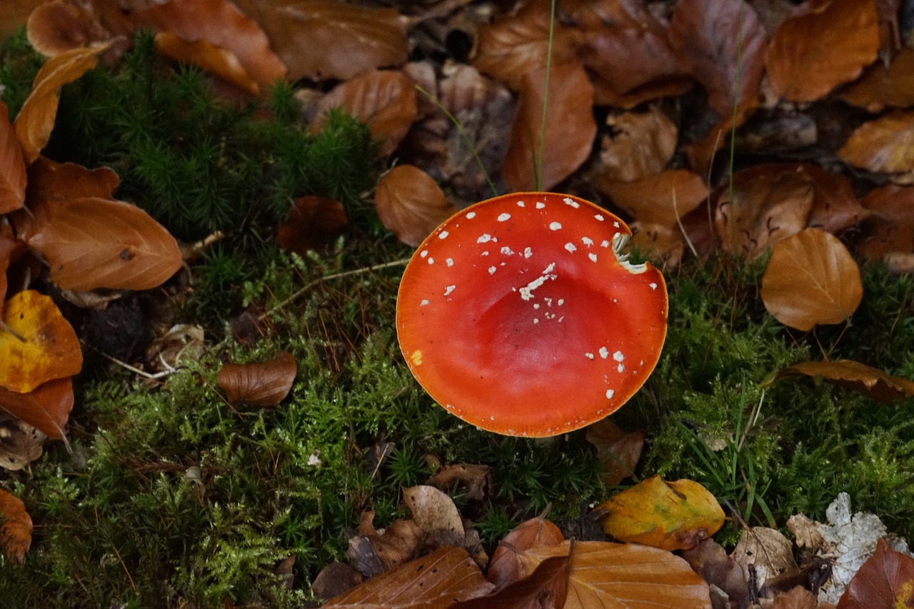 fly agaric toxic red fly agaric mushroom free photo