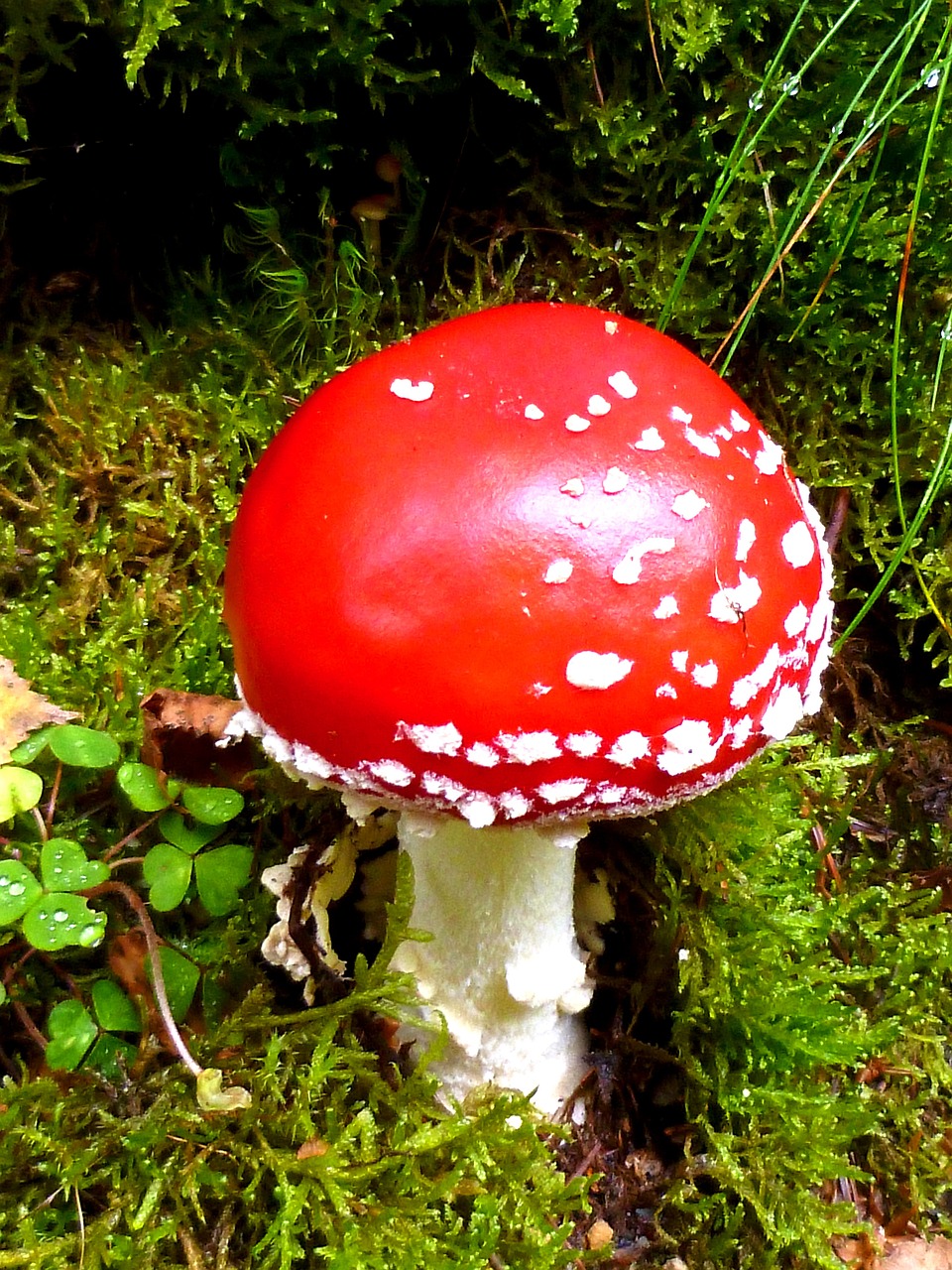 fly agaric forest toxic free photo