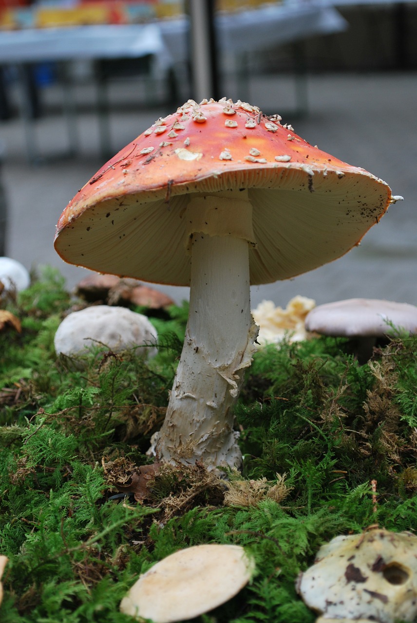 fly agaric mushroom luck free photo