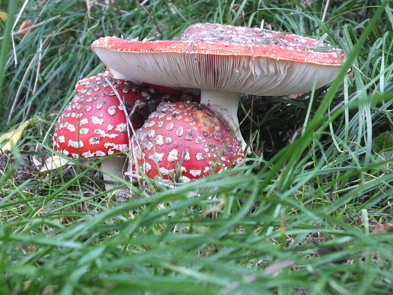 fly agaric mushroom red with white dots free photo