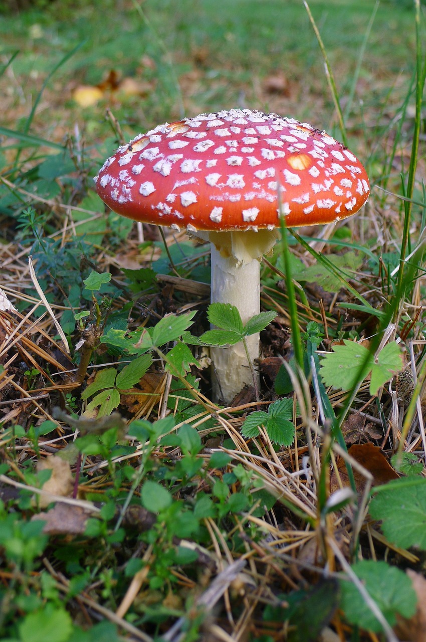 fly agaric autumn forest free photo