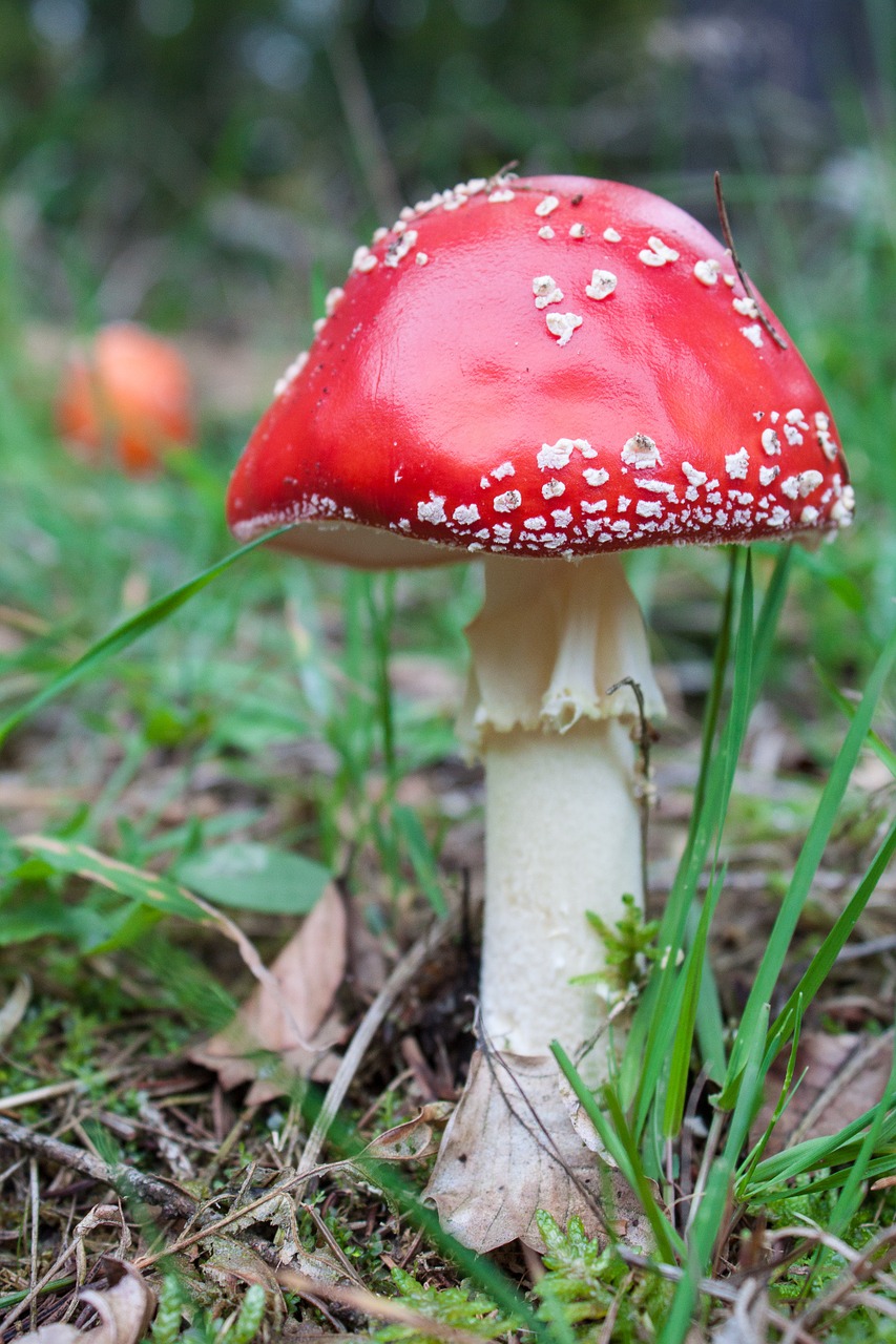 fly agaric mushroom red free photo